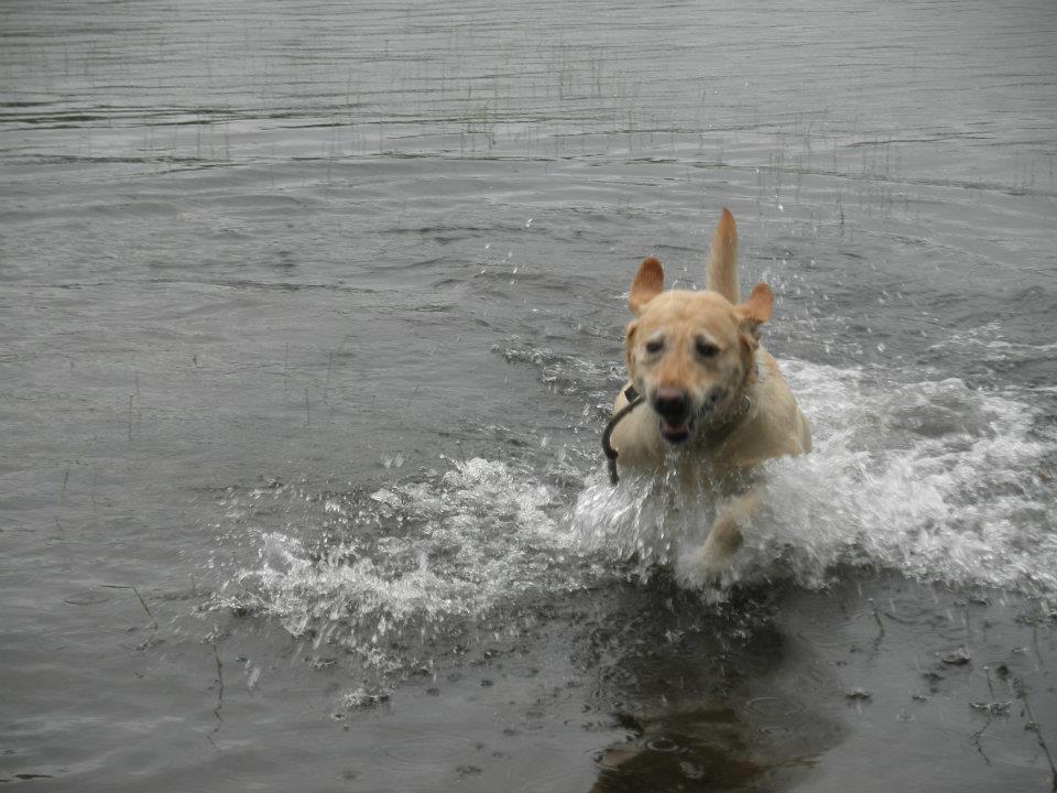 Nira frolicking in the water in Blue Lake, NY